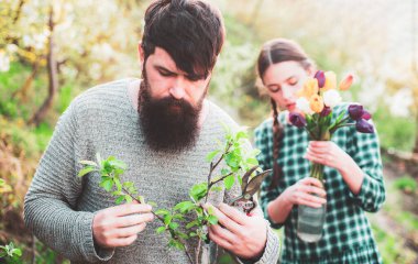 Bahar dalını aşılayan adam. Bahçıvanlar ve bahçe aletleri. Greft