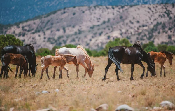 Wild horses at field. Horses in the mountains. The wild horse in dusty field. The wild horses in a american country, National Park, USA