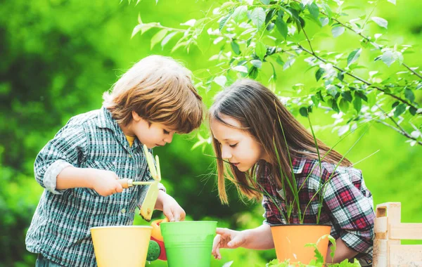 Брат Сестра Вирощують Квіти Разом Маленькі Діти Працюють Дворі Садовими — стокове фото