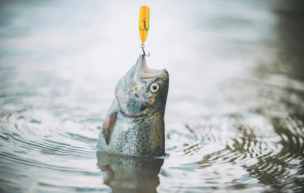 Vissen Werd Een Populaire Recreatieve Activiteit Een Forel Vliegvissen Forel — Stockfoto