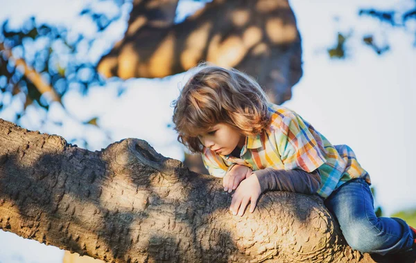 Мальчик Забирается Дерево Симпатичный Ребенок Сидит Большом Дереве Солнечный День — стоковое фото