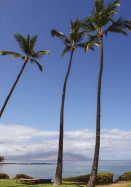 Kum, okyanus, palmiye yaprakları, palmiye ağaçları ve mavi gökyüzü olan tropik deniz plajı. Yaz sahili geçmişi