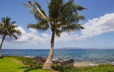 Hawaii plaj geçmişi. Hawaii 'deki cennetin tadını çıkarıyorum. Palmiye ağaçlarıyla dolu tropik yaz manzarası. Lüks seyahat tatili. Egzotik plaj manzarası. İnanılmaz doğa, doğada rahatla.