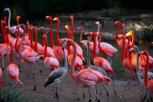 Flock Pink Flamingos Pink Flamingo Beauty Birds Caribbean Flamingo Big — 스톡 사진