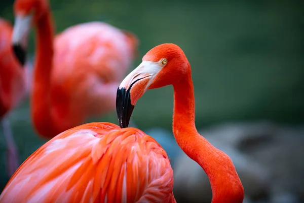 Flamingo Amerika Flamingos Burung Kecantikan Kelompok Flamingo — Stok Foto