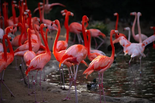 Pink Flamingo Nature Phoenicopterus Ruber Close Contact Female Beauty Flamingos — 스톡 사진