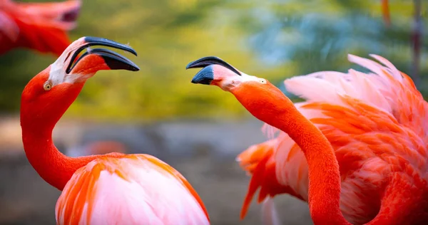 Flamingo Indah Berjalan Dalam Air Dengan Latar Belakang Rumput Hijau — Stok Foto