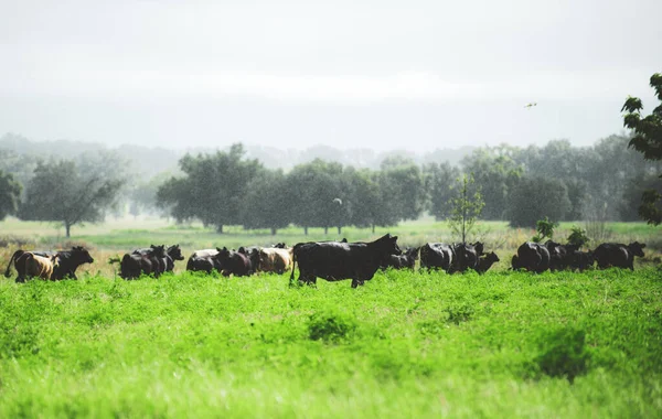 Gado Campo Rebanho Vacas Campo Verde Verão — Fotografia de Stock