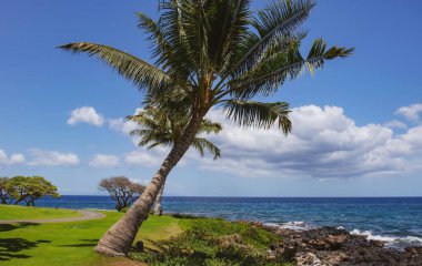 Palmiye ağaçları ve gökyüzü olan güzel bir sahil. Yaz tatili tatil geçmişi kavramı. Hawaii Cennet Sahili. Lüks seyahat yaz tatili geçmişi