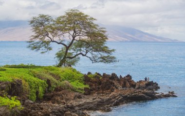 Hawaii plaj geçmişi. Hawaii 'deki cennetin tadını çıkarıyorum. Palmiye ağaçlarıyla dolu tropik yaz manzarası. Lüks seyahat tatili. Egzotik plaj manzarası. İnanılmaz doğa, doğada rahatla.