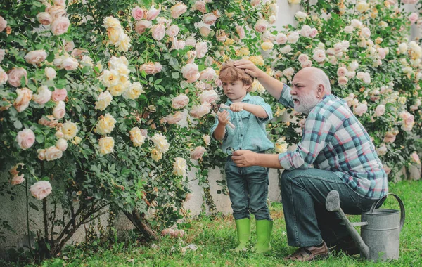 Jardinage Grand Père Jardinier Dans Jardin Ensoleillé Plantation Roses Grand — Photo