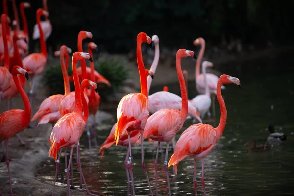 Schöner Rosa Flamingo Herde Rosa Flamingos Einem Teich Flamingos Oder — Stockfoto