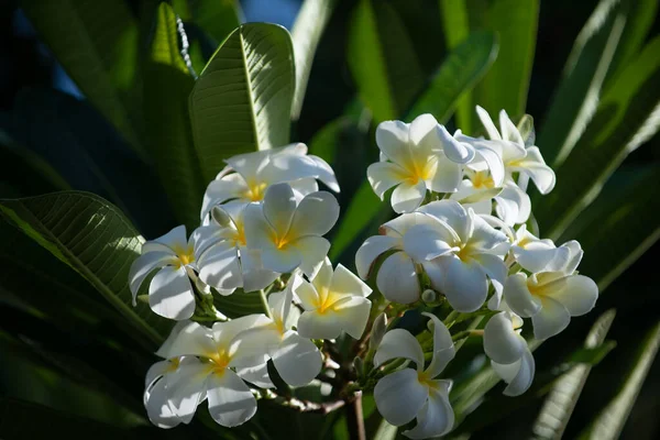 Close Flores Frangipani Com Fundo Verde Plumeria Rubra Flores Brancas — Fotografia de Stock