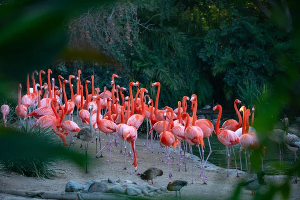漂亮的粉色火烈鸟池塘里成群的粉红火烈鸟火烈鸟或火烈鸟是飞鸟属的一种涉水鸟类 — 图库照片