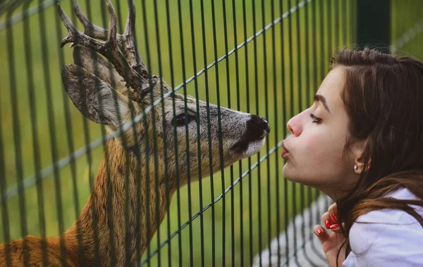 Herten Bambi Dierentuin Kooi Vrouw Kussen Witstaartkuit Fawn Carpeolus Wilde — Stockfoto