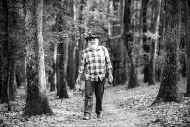 Ormanda mantar, ormanda mantar toplayan kıdemli adam