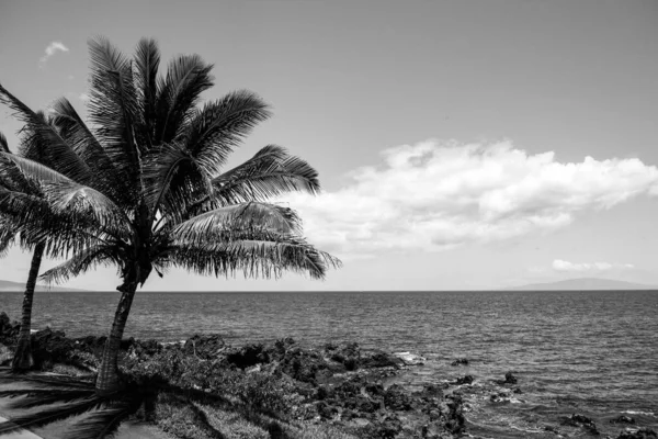 夏威夷阿罗哈美丽的海滩 有棕榈的热带海滩 假期和假期的概念 热带海滩 — 图库照片