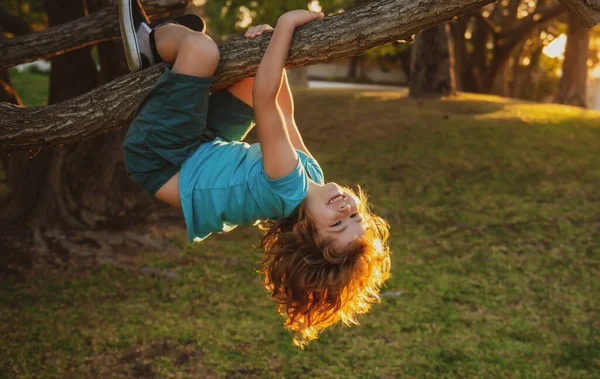 Lustiger Kletterer Kinder Klettern Auf Hohen Baum Sommerpark — Stockfoto