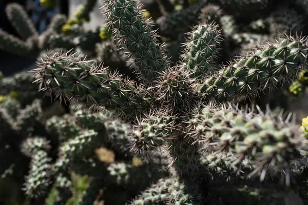 Kaktusar Spetsade Kaktus Backdround Kaktusdesign Eller Cactaceae Mönster — Stockfoto