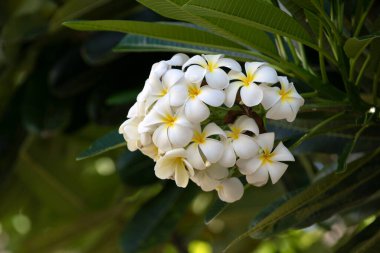 Beyaz Plumeria Rubra çiçekleri. Frangipani çiçeği. Plumeria, Pantip veya Frangipani familyasındaki bir çiçekçilik bitkisidir. Kıyametler