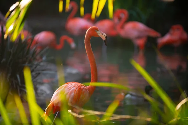 Beautiful Flamingos Walking Water Green Grasses Background American Flamingo Walking — Stock Photo, Image