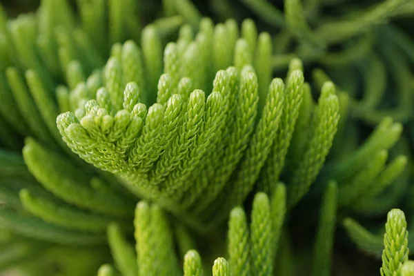 Grüne Blätter Hintergrund Dunkle Tapete Konzept Natur Blatt Hintergrund Grüner — Stockfoto