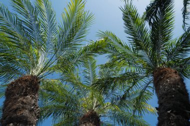 Palms texture. Tropical palm coconut trees on sky, nature background