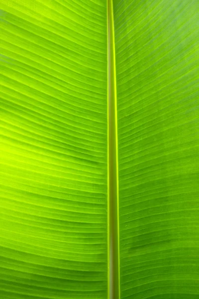 Feche Fundo Folhas Verdes Textura Folha Fundo Verde Com Espaço — Fotografia de Stock