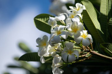 Mavi gökyüzü arka planında beyaz rubra çiçekleri. Frangipani çiçeği. Beyaz Frangipani çiçek buketi