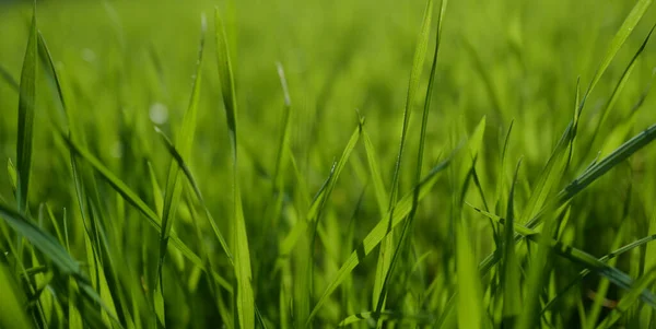 Органическая Текстура Растений Трава Свежая Зеленая Весенняя Трава Капли Росы — стоковое фото