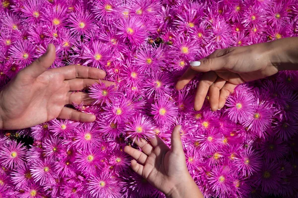 Parents Mains Sur Des Fleurs Violettes Fond Camomille Mains Famille — Photo