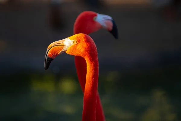 Närbild Porträtt Rosa Flamingo Naturen Phoenicopterus Ruber Nära Kontakt Med — Stockfoto