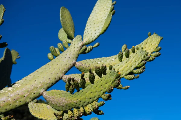 Cactus Sky Backdround Cacti Design Cactaceae Pattern — Stock Photo, Image