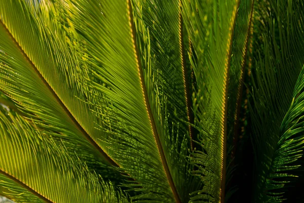Tropical Green Pattern Texture Coconut Palm Trees Green Texture Background — Fotografia de Stock