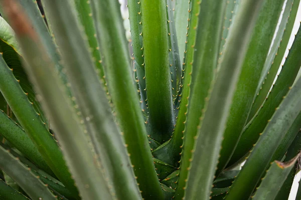 Agave Kaktus Backdround Kaktus Eller Cactaceae Mönster — Stockfoto