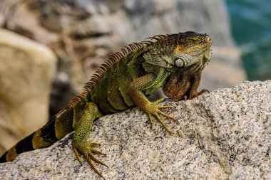 Yeşil iguana, aynı zamanda Amerikan iguanası olarak da bilinir, Iguana cinsinin otçul türleri.