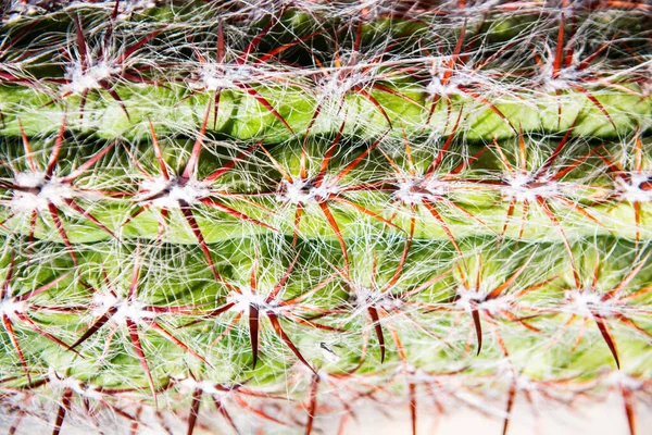 Kaktusen Nära Håll Spetsade Kaktus Backdround Kaktusdesign Eller Cactaceae Mönster — Stockfoto