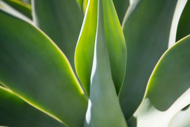 Agave kaktüsü. Kaktüs sırtı, kaktüs tasarımı ya da kaktaceae deseni