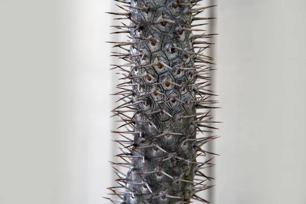 Kaktusz Háttér Kaktuszok Vagy Kaktuszminták — Stock Fotó