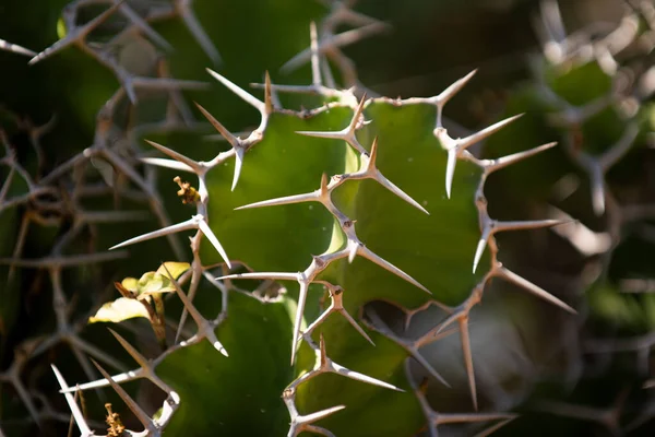 Cactus Backdround Design Cactos Padrão Cactaceae — Fotografia de Stock