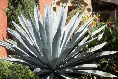 Agave. Kaktüs sırtı, kaktüs tasarımı ya da kaktaceae deseni