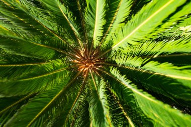 Palm leaves background, natural green texture with palm foliage backdrop