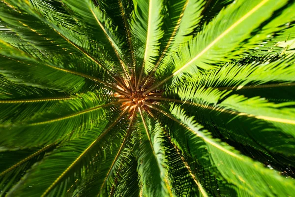 Palm Leaves Background Natural Green Texture Palm Foliage Backdrop — Stockfoto
