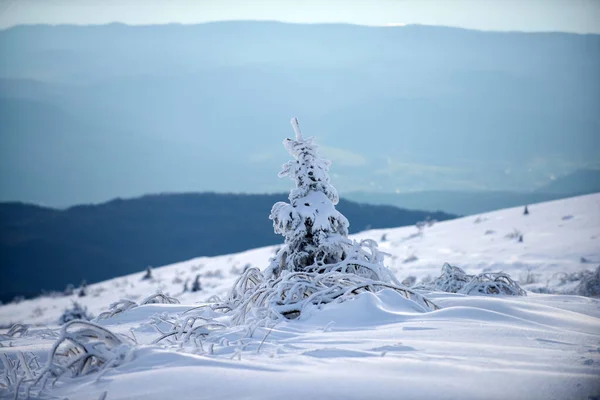 Winter Covered Frost Trees Snowdrifts Magical Winter Forest Winter Christmas — Stockfoto