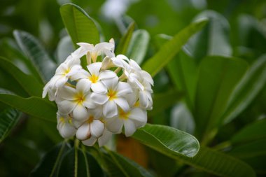 Beyaz Plumeria Rubra çiçekleri. Frangipani çiçeği. Plumeria, Pantip veya Frangipani familyasındaki bir çiçekçilik bitkisidir. Kıyametler