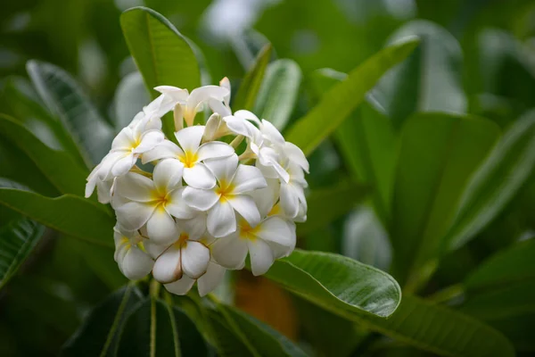 Weiße Blüten Von Plumeria Rubra Frangipani Blühen Plumeria Ist Eine — Stockfoto