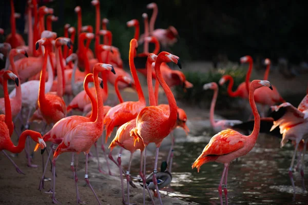 Großer Flamingo Phoenicopterus Roseus Kolonie Pinkfarbener Flamingos Beim Waten Einem — Stockfoto