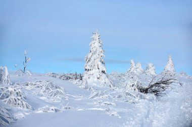 Winter christmas forest with falling snow and trees. Winter nature