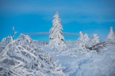 Pine covered snow, christmas tree. Winter scene. Winter landscape with trees covered with snow hoarfrost