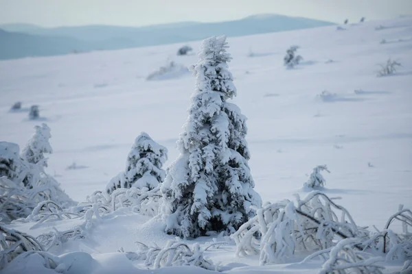Scenery Winter Winter Christmas Forest Falling Snow Trees — Zdjęcie stockowe